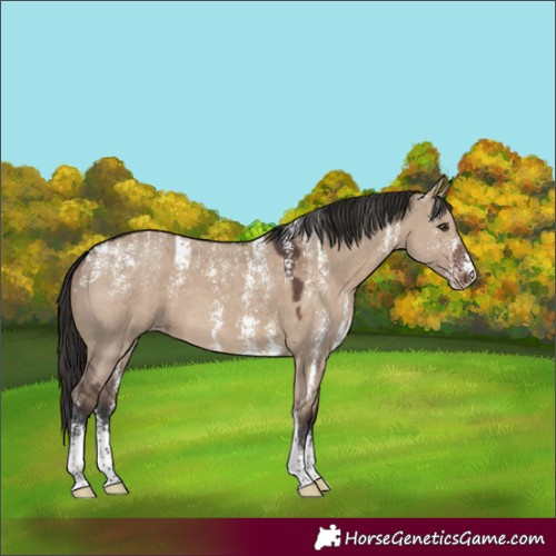 Horse Color:Powder White Liver Red Dun Sabino Varnish 