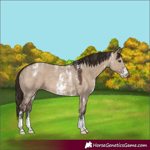 Horse Color:Powder White Liver Red Dun Sabino Varnish 