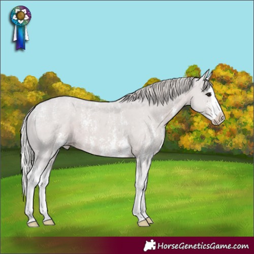 Horse Color:Powder White Silver Black Sabino Splash Varnish