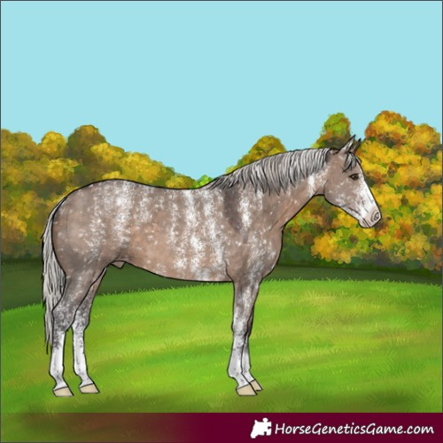Horse Color:Powder White Silver Brown Dun Sabino Snowflake Varnish 