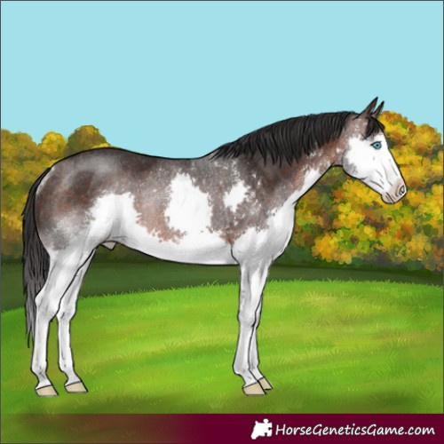 Horse Color:Brown Splash Rabicano 