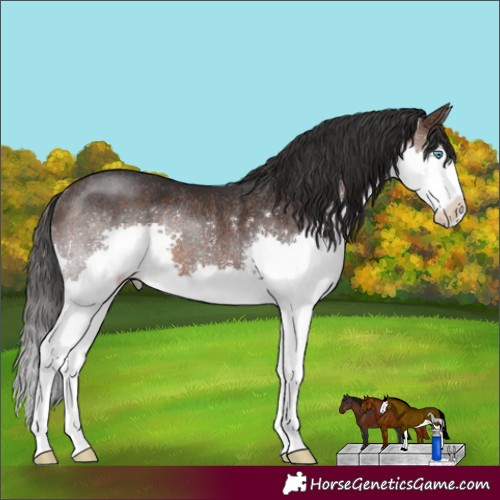 Horse Color:Brown Splash Rabicano