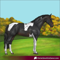 Horse Color:Brown Tobiano