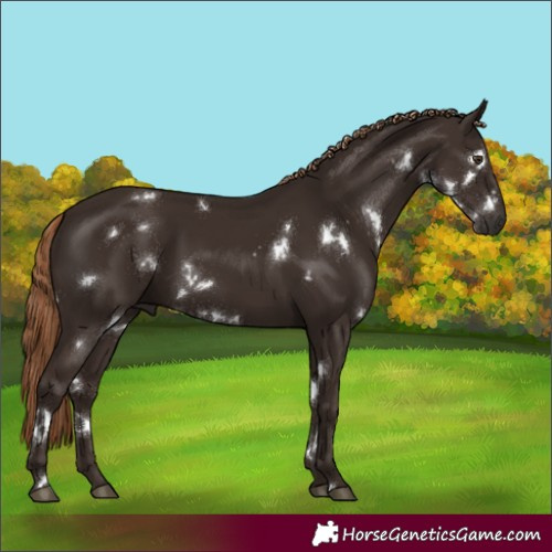 Horse Color:White Spotted Liver Chestnut 