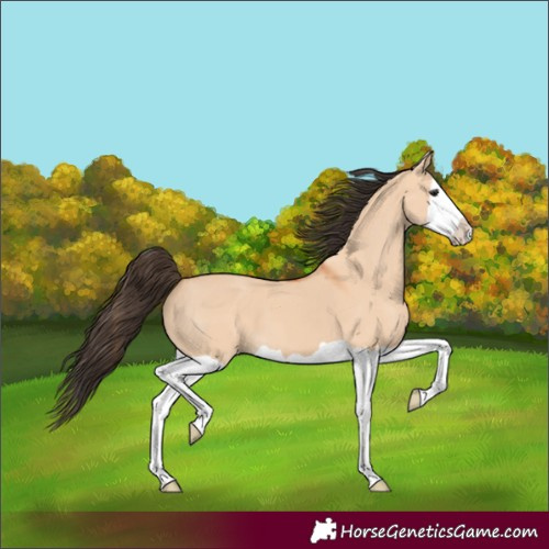 Horse Color:Unknown 