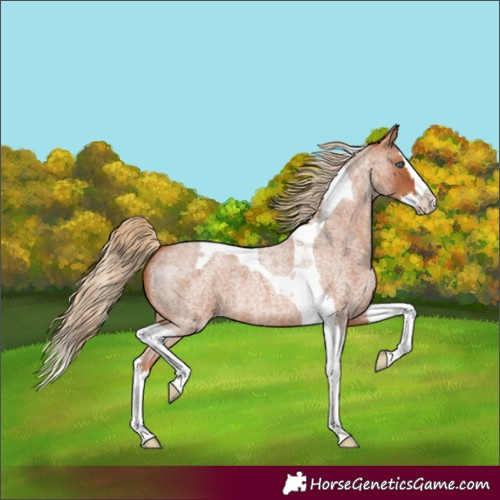 Horse Color:Red Roan Splash Tobiano