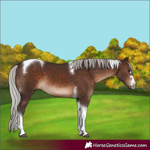 Horse Color:Silver Brown Tobiano 
