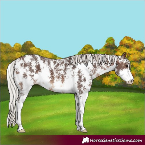 Horse Color:Silver Brown Sabino