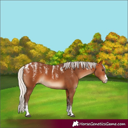 Horse Color:Powder White Silver Bay Skewed LP Spotted