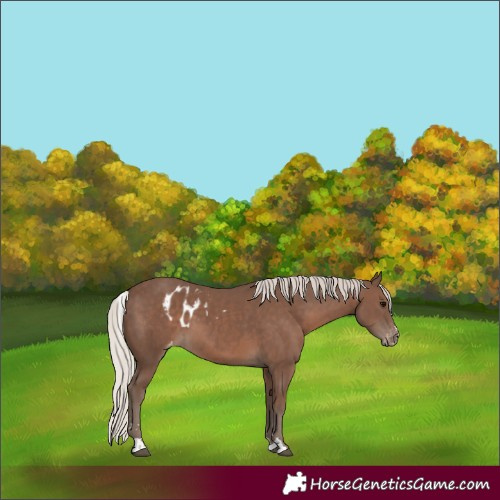 Horse Color:Silver Black Skewed LP Spotted 