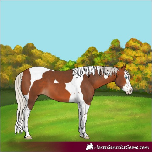 Horse Color:Silver Brown Splash Tobiano