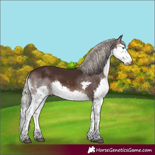 Horse Color:Silver Brown Sabino Splash 