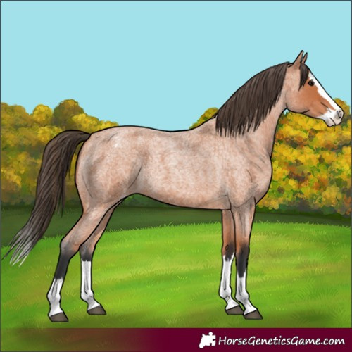 Horse Color:Bay Roan Splash Blanket