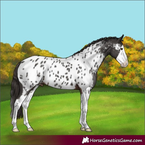 Horse Color:Liver Chestnut Sabino Splash Near Leopard 