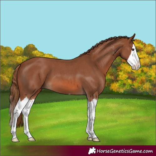 Horse Color:Chestnut Sabino Splash 