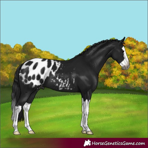 Horse Color:Gray Brown Splash Blanket 