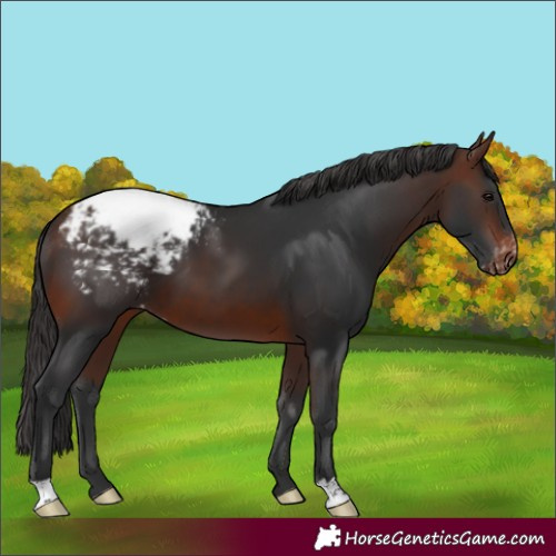 Horse Color:Brown Snowcap 