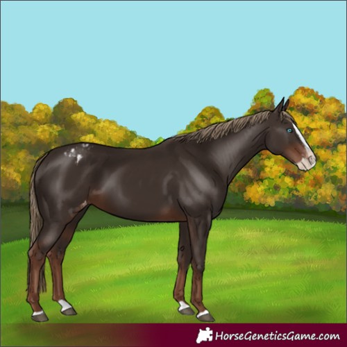 Horse Color:Liver Chestnut Splash Varnish Rabicano 