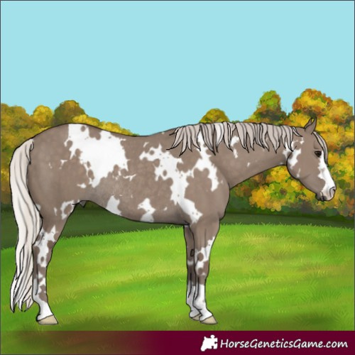 Horse Color:White Spotted Silver Grullo Rabicano
