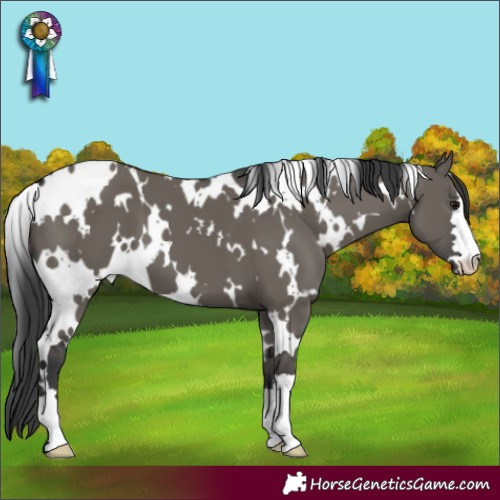 Horse Color:White Spotted Grullo