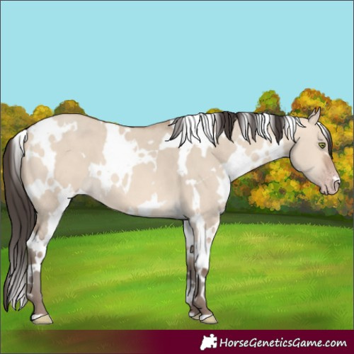 Horse Color:White Spotted Amber Champagne Dun 