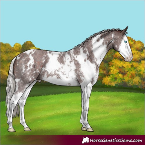 Horse Color:White Spotted Chocolate Silver Brown Sabino Splash