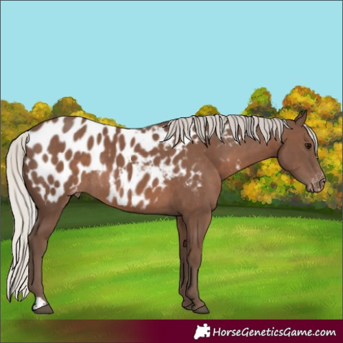 Horse Color:Silver Black Blanket Rabicano