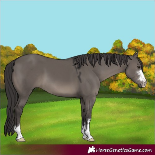 Horse Color:Smoky Grullo 