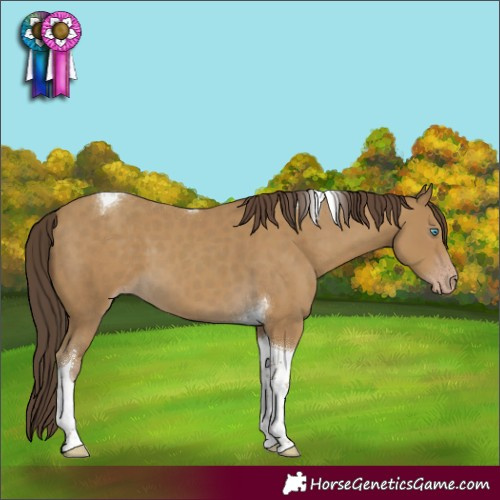 Horse Color:Classic Cream Champagne Tobiano 