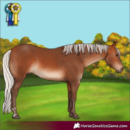 Horse Color:Silver Bay 