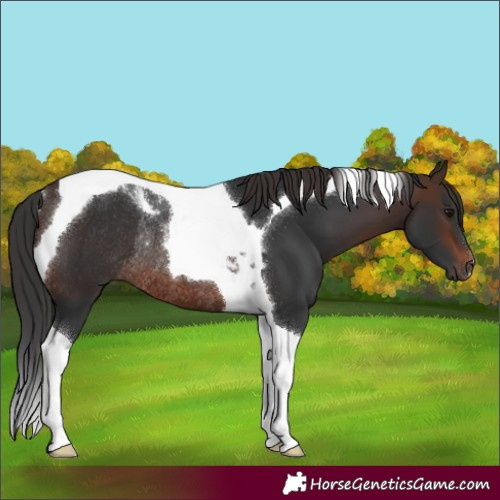 Horse Color:Brown Tobiano Rabicano 
