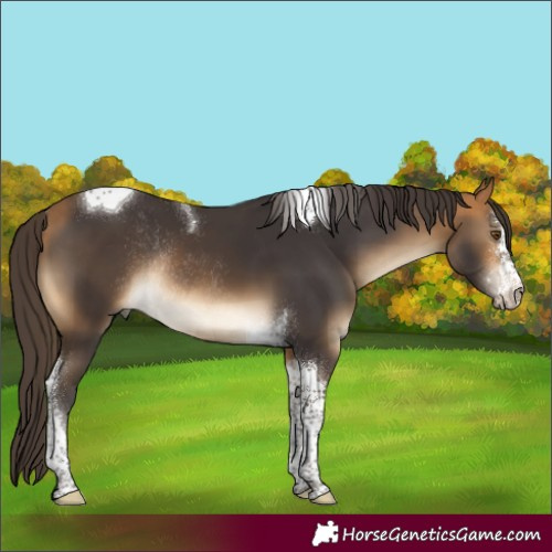 Horse Color:Buckskin Sabino Tobiano Rabicano 