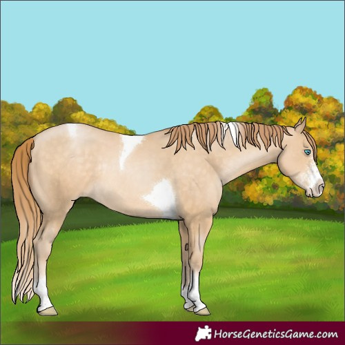 Horse Color:Buckskin Pearl Sabino Tobiano Rabicano 