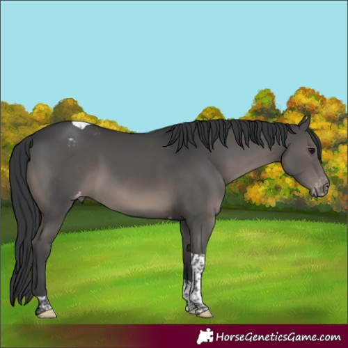 Horse Color:Black Tobiano Varnish Rabicano 