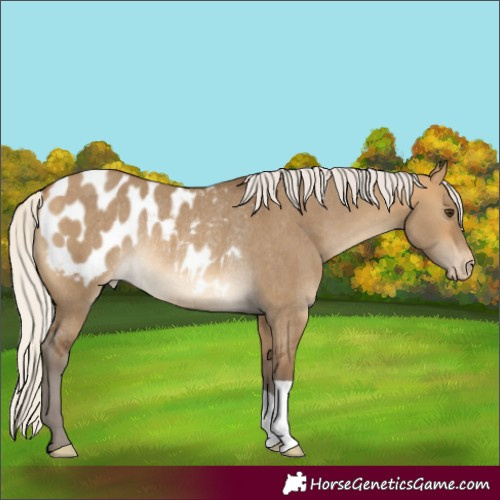 Horse Color:Silver Buckskin Dun Blanket Rabicano 