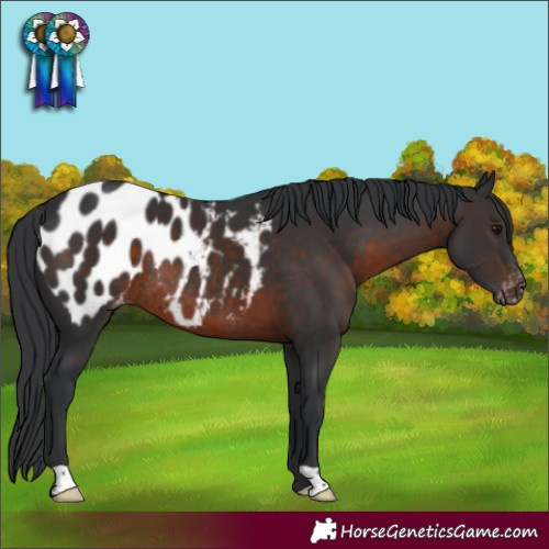 Horse Color:Brown Blanket Rabicano 