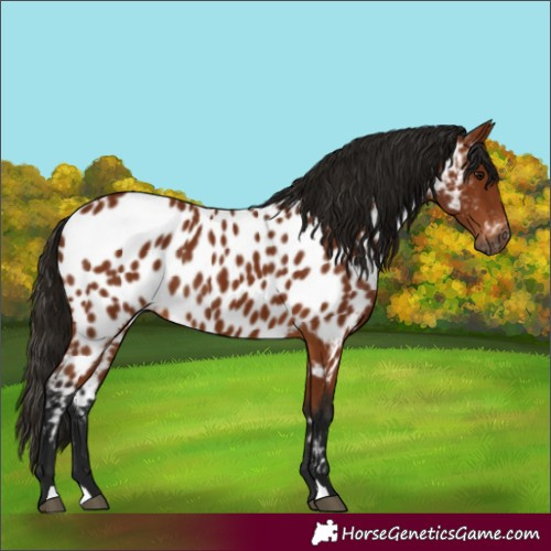 Horse Color:Gray Bay Near Leopard