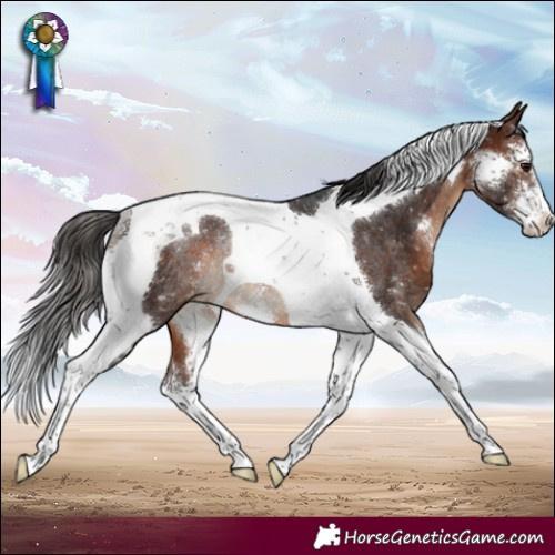 Horse Color:Brown Sabino Tobiano Snowflake VarnishRabicano