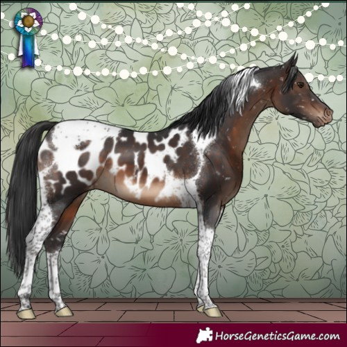 Horse Color:Brown Tobiano Near Leopard 