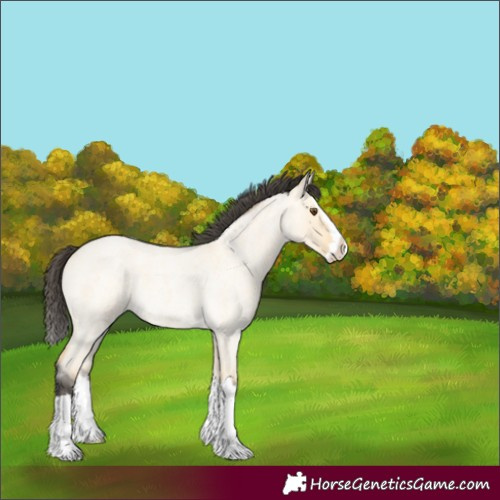 Horse Color:Buckskin Roan Dun Splash