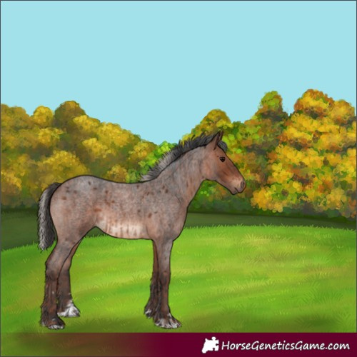 Horse Color:Silver Blue Roan and Brown Roan