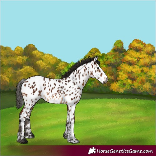 Horse Color:Gray Bay Near Leopard