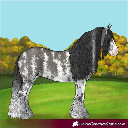 Horse Color:Grullo Sabino Splash 