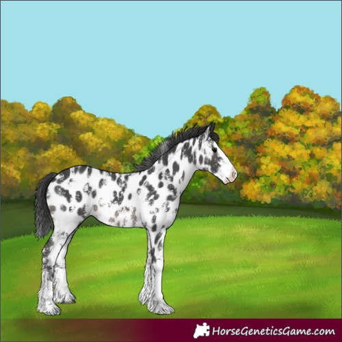Horse Color:Black Sabino Splash Near Leopard