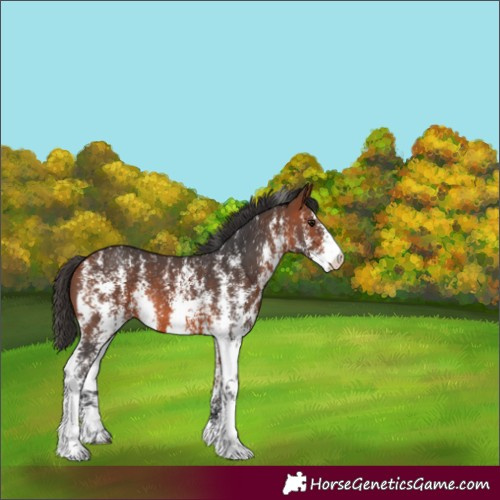 Horse Color:Bay Sabino 