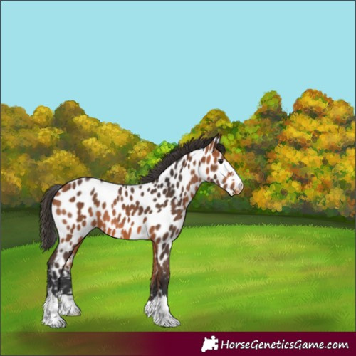 Horse Color:Bay Near Leopard