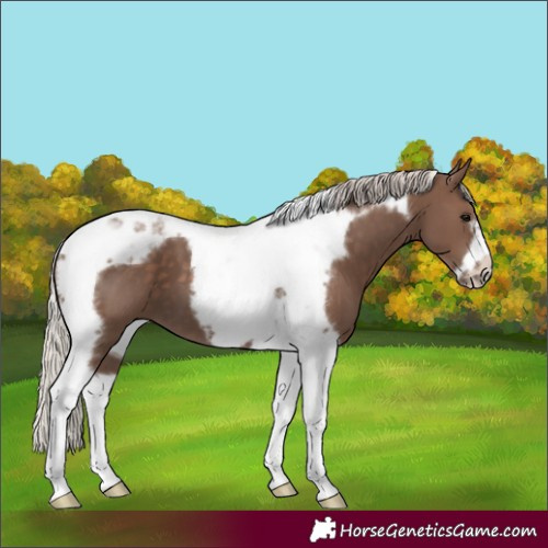 Horse Color:Silver Black Tobiano Frame