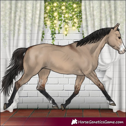 Horse Color:Brown Dun Sabino
