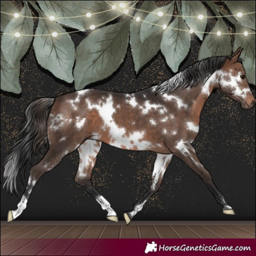 Horse Color:White Spotted Brown 