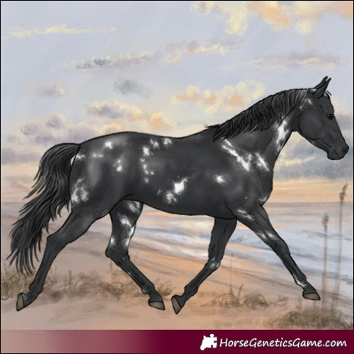 Horse Color:White Spotted Black